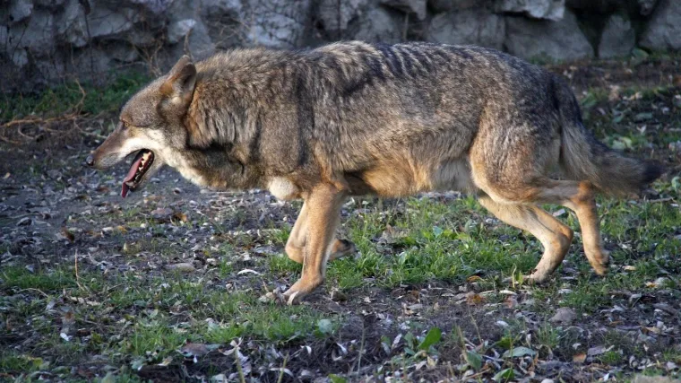 Ako je vidite, odmah javite policiji!