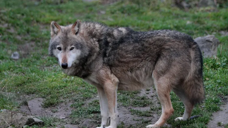 Napokon uočena prepla&scaron;ena vučica iz Osijeka: 'Poku&scaron;at ćemo ju namamiti hranom'
