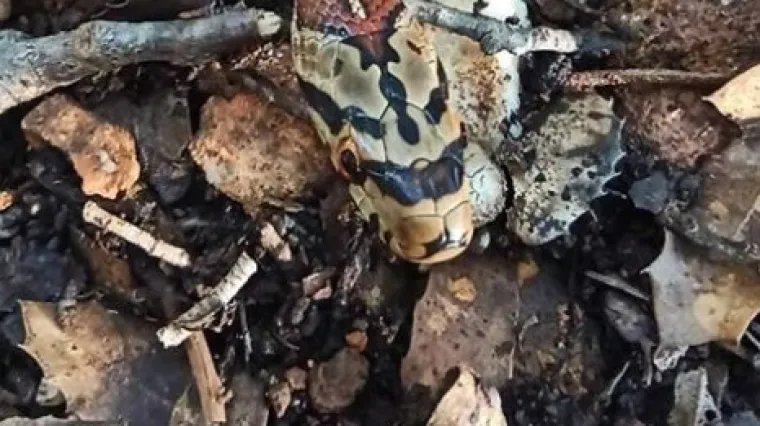 PAZI ZMIJA! Ova fotografija s Pelje&scaron;ca pravi je dokaz globalnog zatopljenja