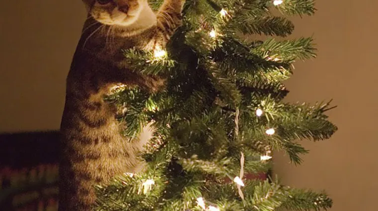 Sam u kući: Jesu li i va&scaron;i kućni ljubimci ovako nesta&scaron;ni?