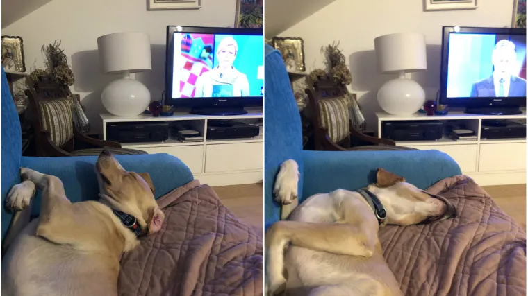 'Kolinda mi dotukla psa programom, a Škoro ga uspavao'