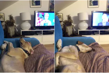 'Kolinda mi dotukla psa programom, a Škoro ga uspavao'