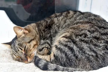 Opako: Starica drvenom daskom na ulici isprebijala mačku i teško ju ozlijedila