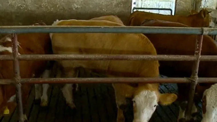 Zakon o uzgoju domaćih životinja