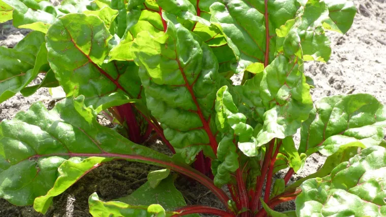 Koliko treba da nikne blitva