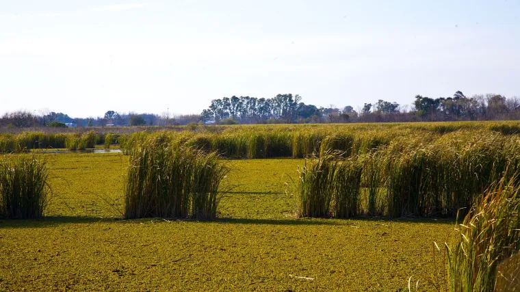 Sadnja vrta raspored i plodored u njemu