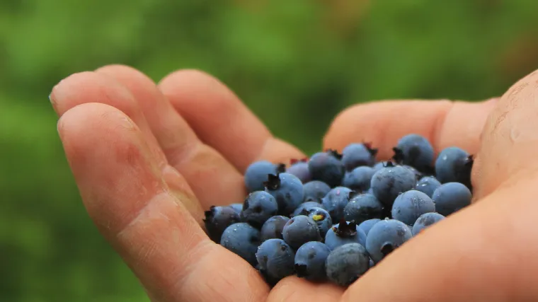 Koje karakteristike ima pitoma borovnica