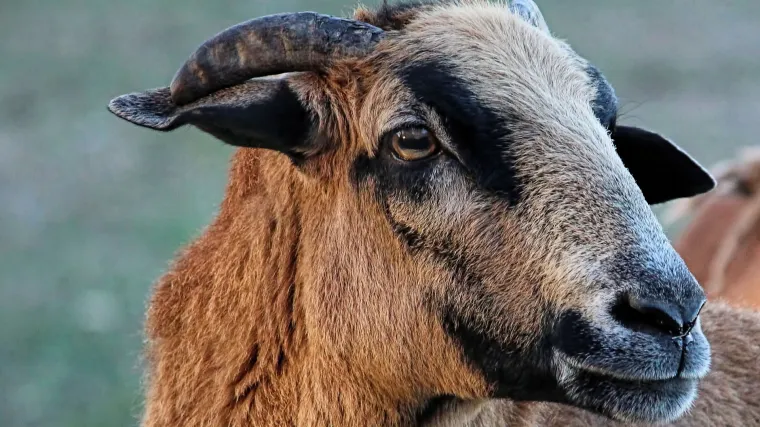 Kamerunske ovce - po čemu su poznate kamerunske ovce