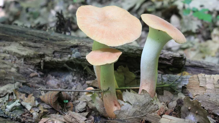 Što je to poljska krivonoška?