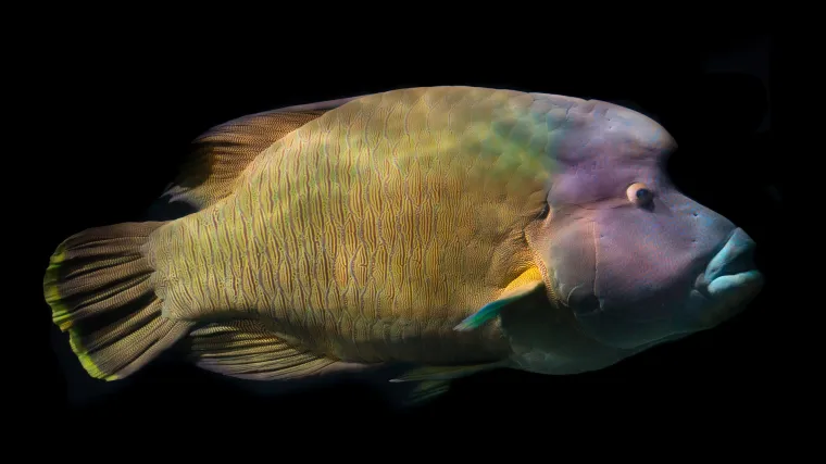 Riba lumbrak - Riba iz porodice usnača