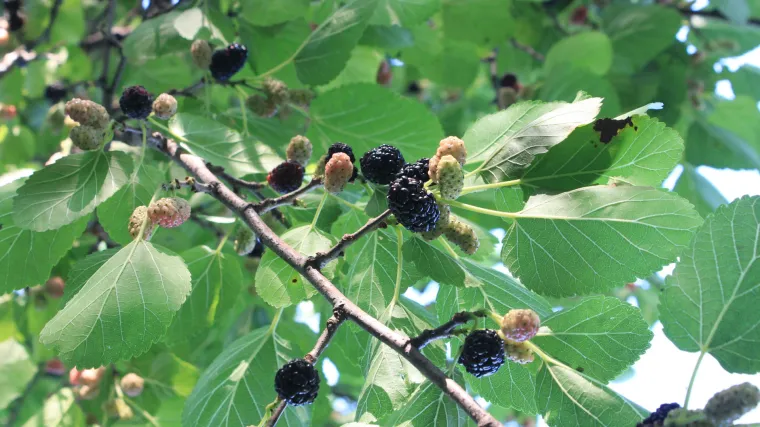 Njega ukrasnih stabala i orezivanje duda