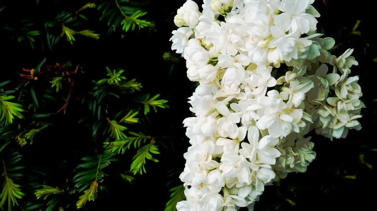 Žuti jorgovan -  popularan grm u parkovima i vrtovima