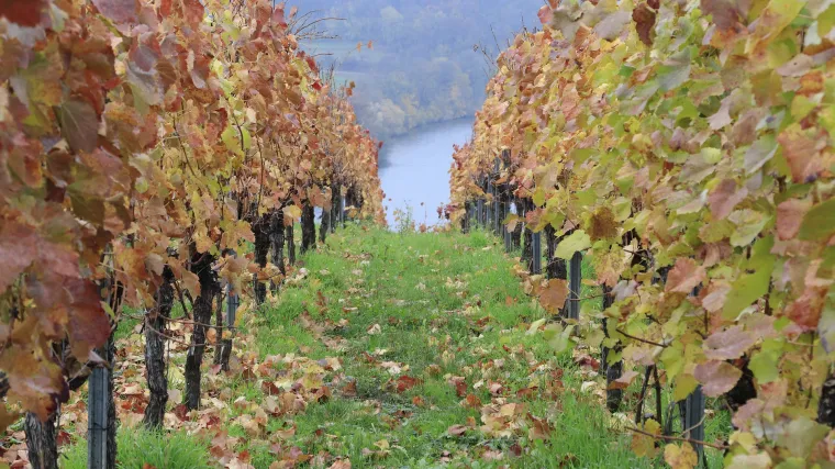 Zimsko prskanje bordo&scaron;kom juhom