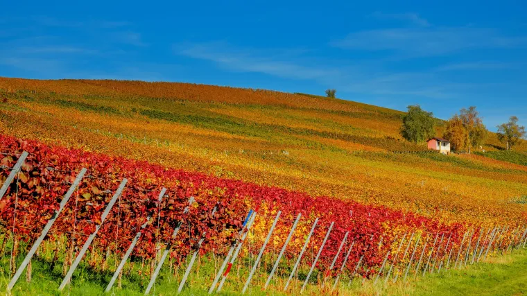 Tretiranje vinograda