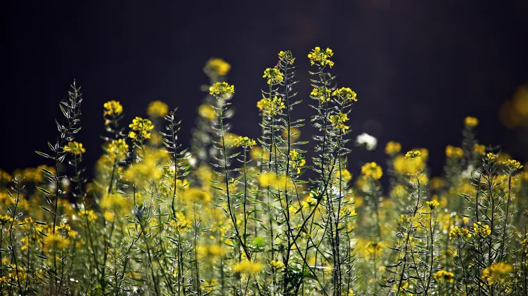 Poljska goru&scaron;ica