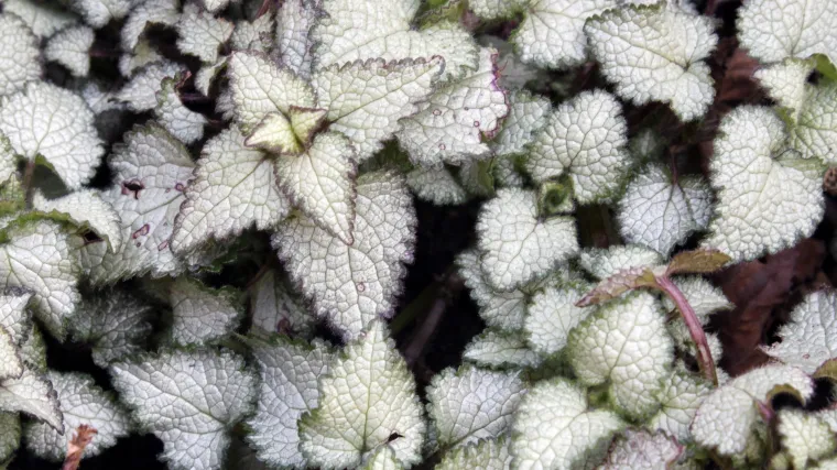 Niski pokrivači tla