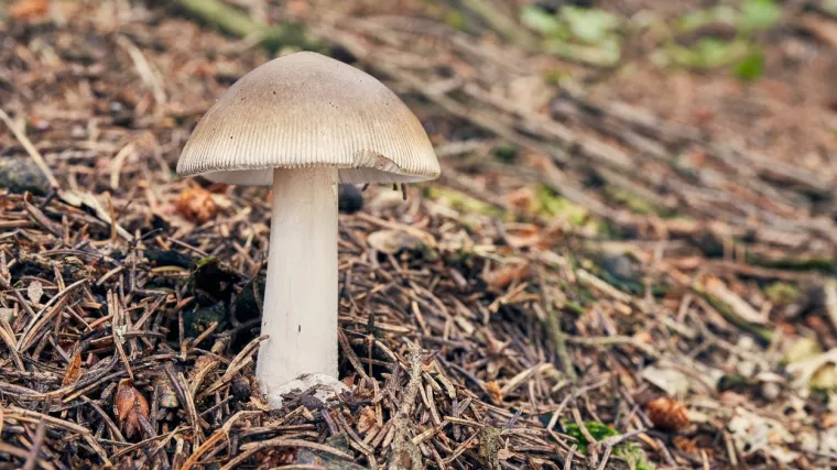 Siva preslica: Prepoznavanje i razlikovanje od sličnih smrtonosnih vrsta