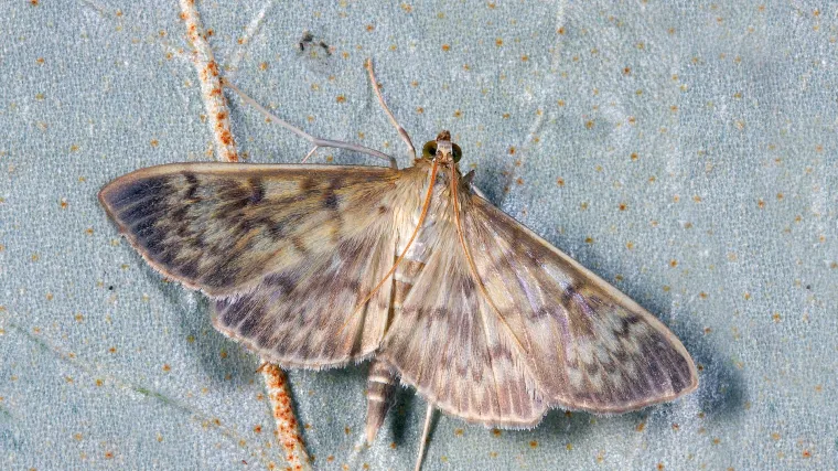 Sukneni moljac: Saznajte sve o ovom &scaron;tetniku tekstila