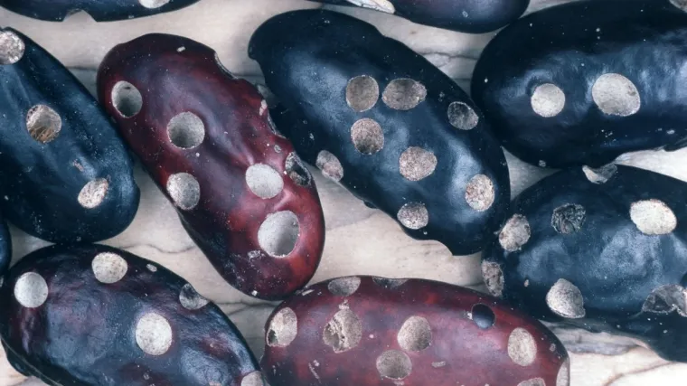 Grahov žižak: Kako se boriti protiv ovog ozbiljnog &scaron;tetnika graha?