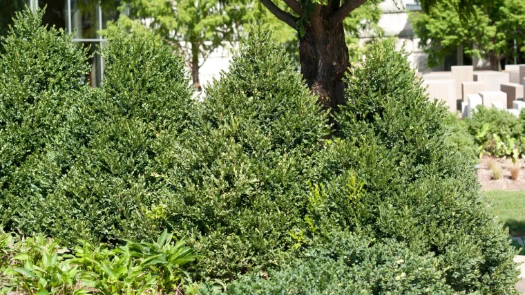 &Scaron;im&scaron;ir biljka: Saznajte sve o ovom zimzelenom grmu