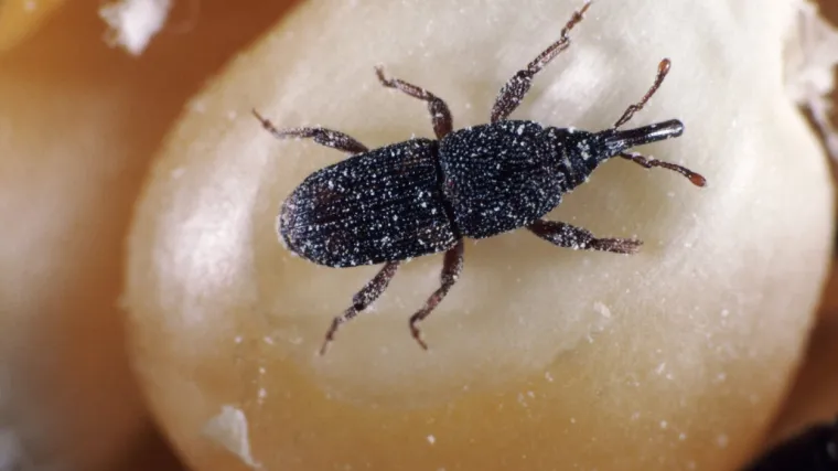 &Scaron;to je Žitni žižak i kako ga prepoznati?