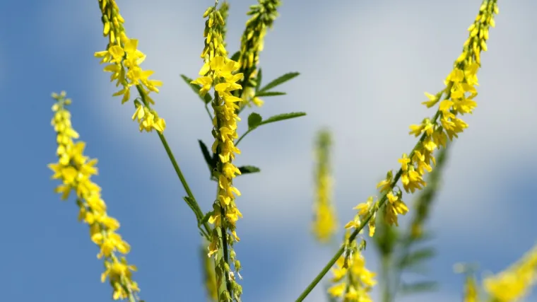 Žuti kokotac: Saznajte sve o ovoj divnoj žutoj biljci