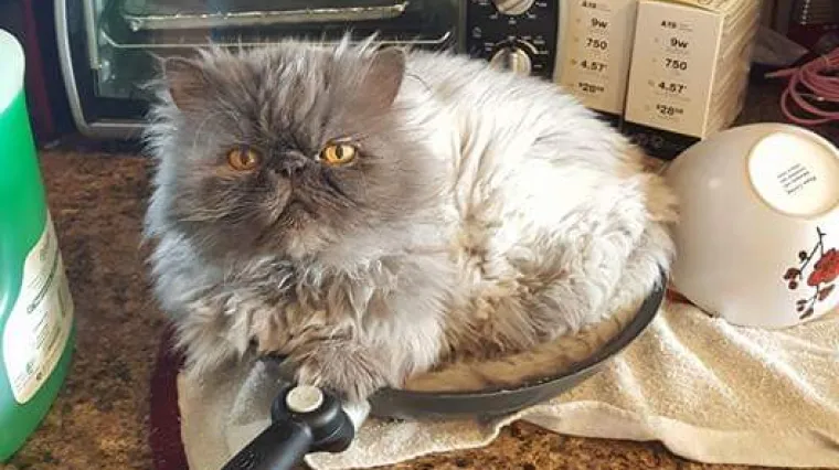 Mačke sa stavom - stvarno znaju pokazati tko je &scaron;ef u kući