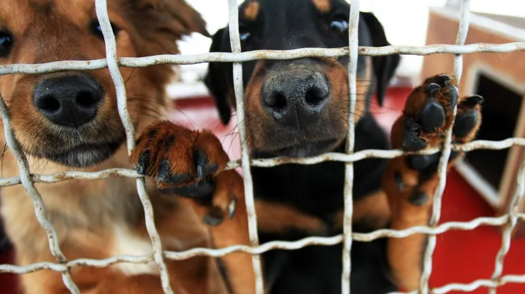 Psi se skrivaju po kući, bježe, a mogu doživjeti i zastoj srca i poginuti pod kotačima auta