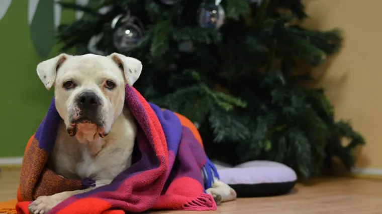 'Bacite keksić umjesto petarde': Po&scaron;tedite pse infarkta i stradavanja u prometu