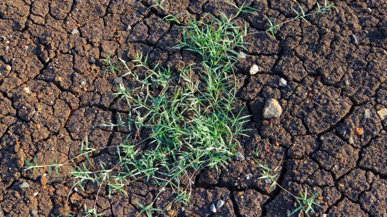 Troskot korov koji zadaje najviše briga