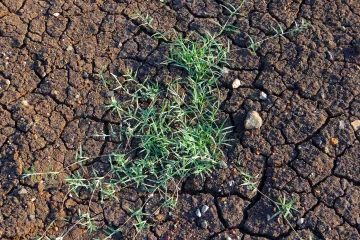 Troskot korov koji zadaje najviše briga