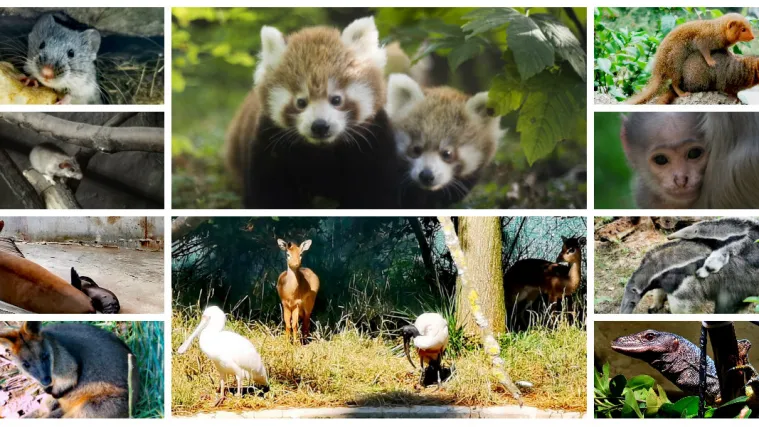 Plodna i vesela 2019: Zoolo&scaron;ki vrt u Zagrebu dobio je puno mladunaca ove godine