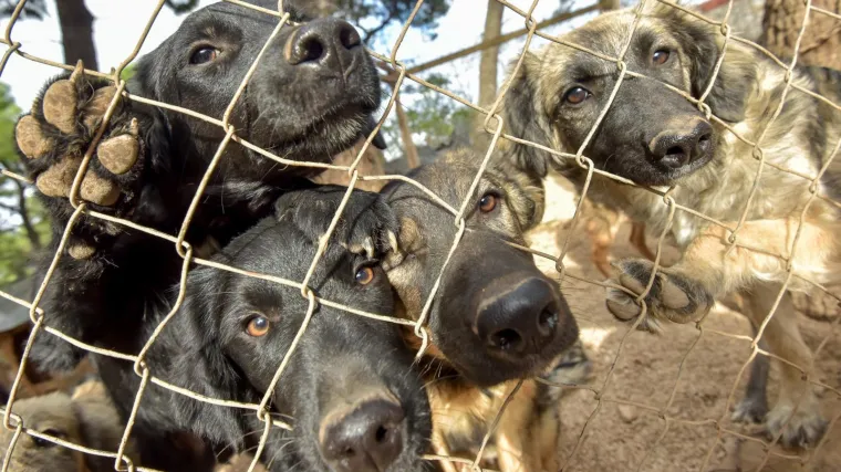 Čudo u pulskom skloni&scaron;tu za nezbrinute životinje: Djevojka iz Samobora spasila živote 14 pasa