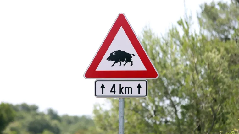 U tjedan dana zabilježeno je čak devet sudara vozila sa životinjama na primorsko-goranskim cestama