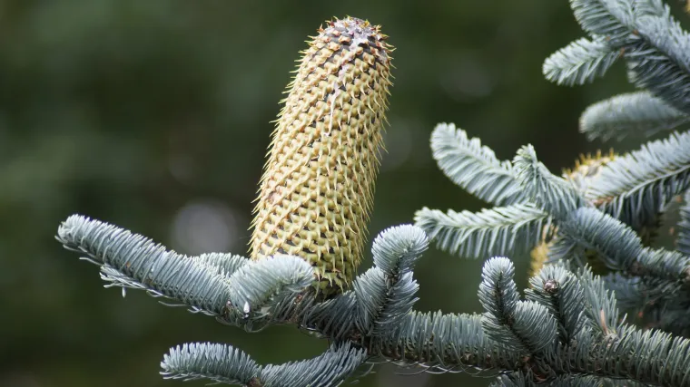 Razlika između jele i bora