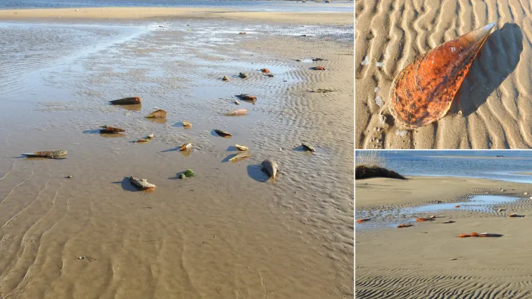 'Prebrojili smo oko 1000 lju&scaron;tura!'