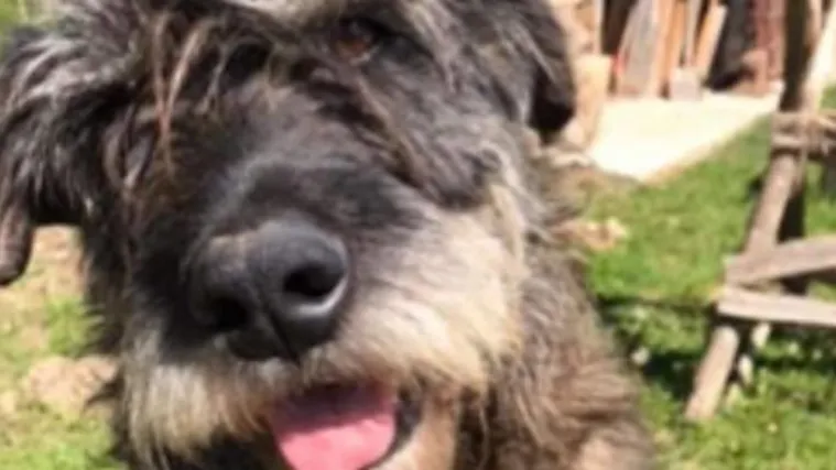 Policija i mje&scaron;tani Osijeka tragaju za počiniteljem