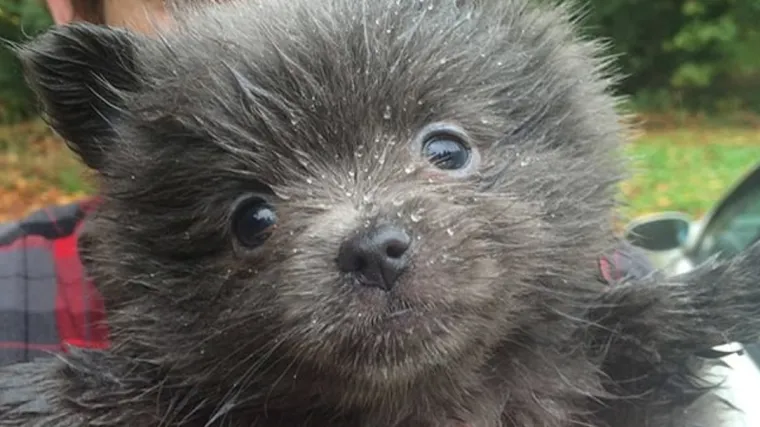 Kažu da su neka od ovih stvorenja zvijeri. Nema šanse!