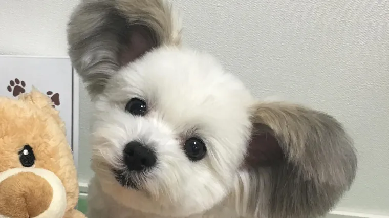 Životinje s 'gre&scaron;kom': Ove životinje potpuno će rastopiti va&scaron;e srce