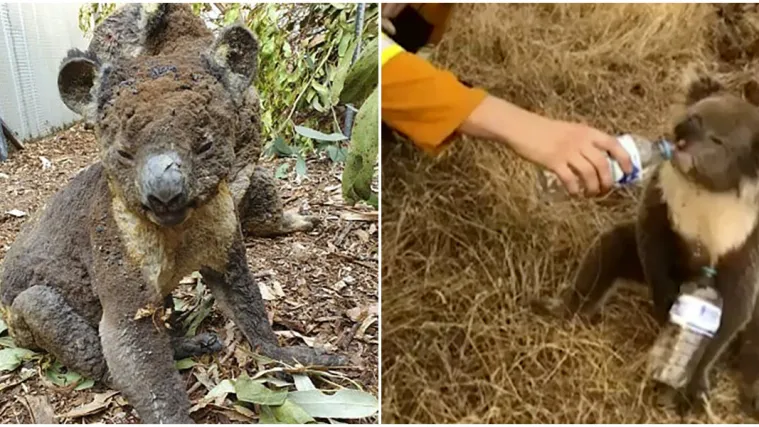 Stotine milijuna životinja stradalo u požarima: 'Ukočeno sjede na zemlji. Nisu mrtve, ali neće preživjeti...'