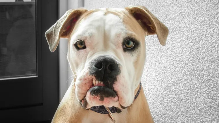 Alergični ste na pse? Možda samo na mužjake