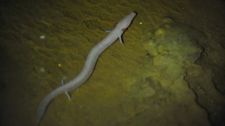 Zagrebački ZOO od danas je jedini na svijetu u kojem se mogu vidjeti dvije iznimno rijetke životinje!