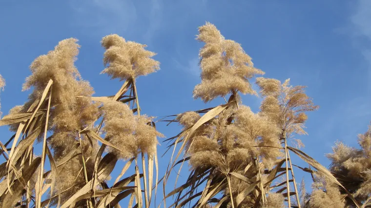 Divlji sirak kao opasni korov