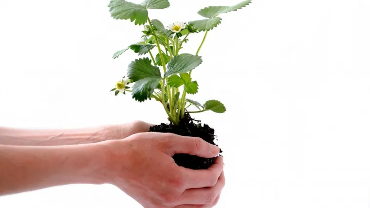 &Scaron;to spada u jagodasto voće?