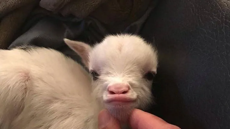 Fotografije životinja zbog kojih ćete se nasmijati i izliječiti du&scaron;u