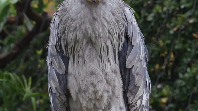 Životinje koja izgledaju kao da je priroda bila u žurbi - jako slatko