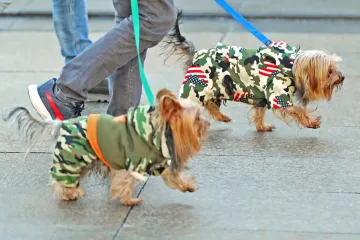 PSEĆA MODA U CENTRU ZAGREBA: Omiljeni dlakavci u zanimljivoj odjeći preplavili ulice da bi vama uljep&scaron;ali dan