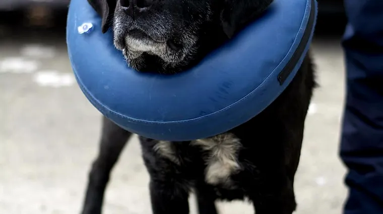 UZNEMIRUJUĆE FOTOGRAFIJE Poku&scaron;ao ubiti psa, ali preživio je: 'Razotkrili smo stra&scaron;nu priču'