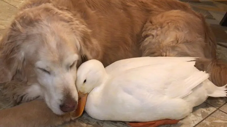 Fotografije koje pokazuju da ljubav nema granica: Tko je va&scaron; najbolji prijatelj?