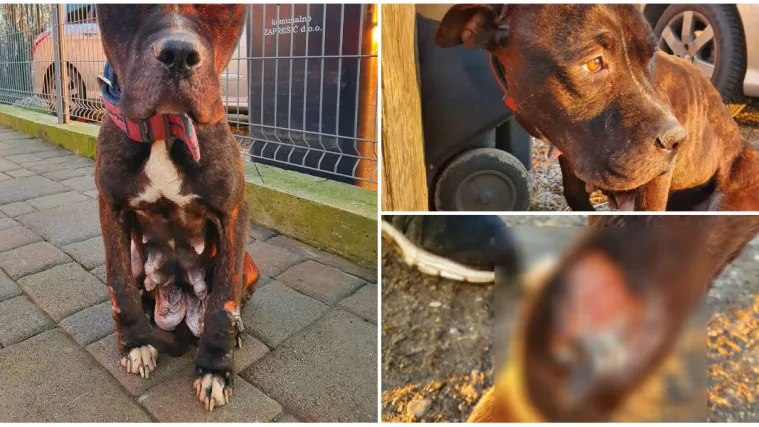 POZOR, UZNEMIRUJUĆI SADRŽAJ! Kujica mr&scaron;ava, izgladnjela i s gnojnim ranama bori se za život